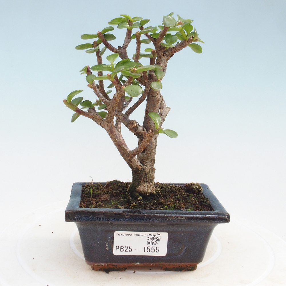 Pokojová bonsai - Portulakaria Afra - Tlustice