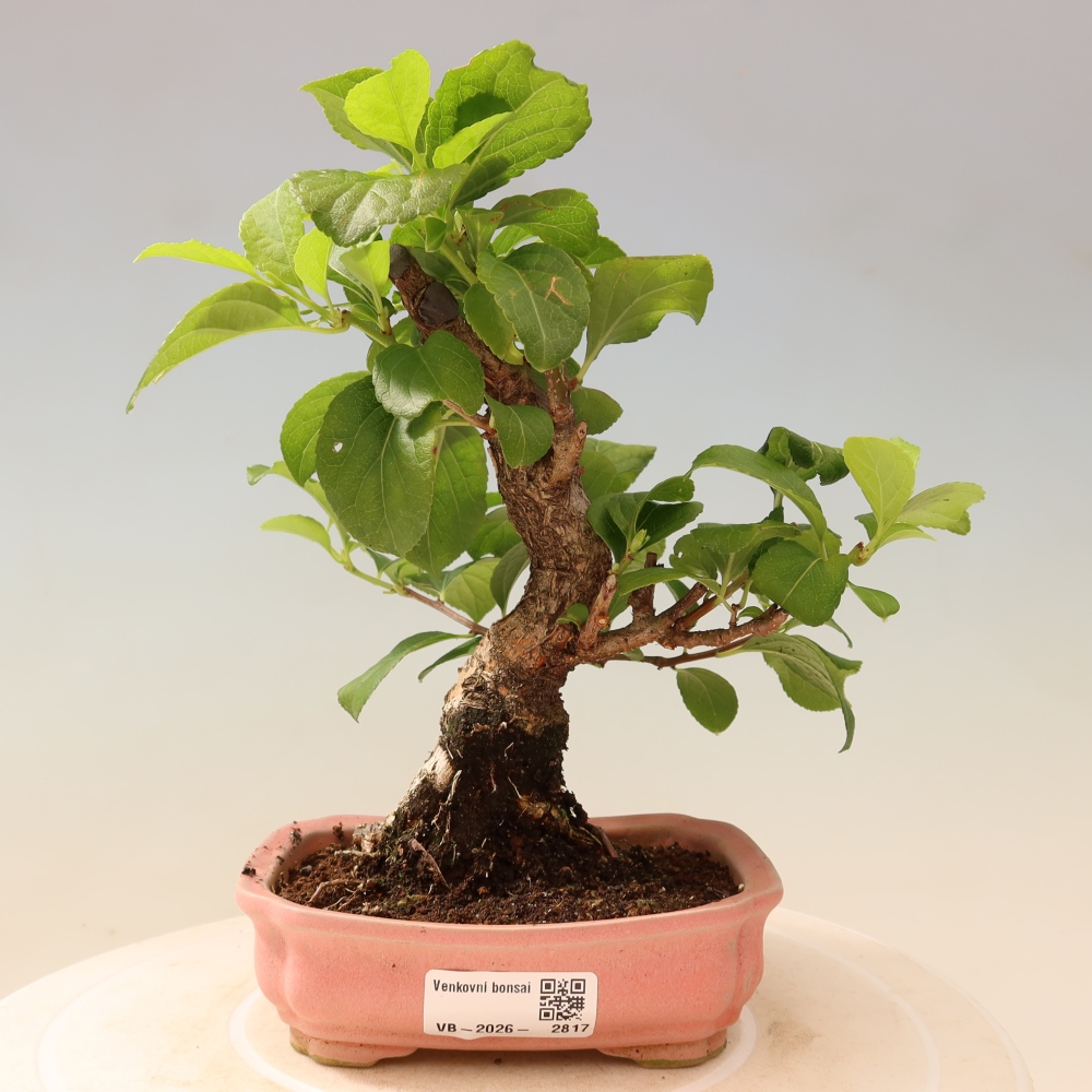 Venkovní bonsai - Celastrus  orbiculatus - Jesenec okrouhlolistý