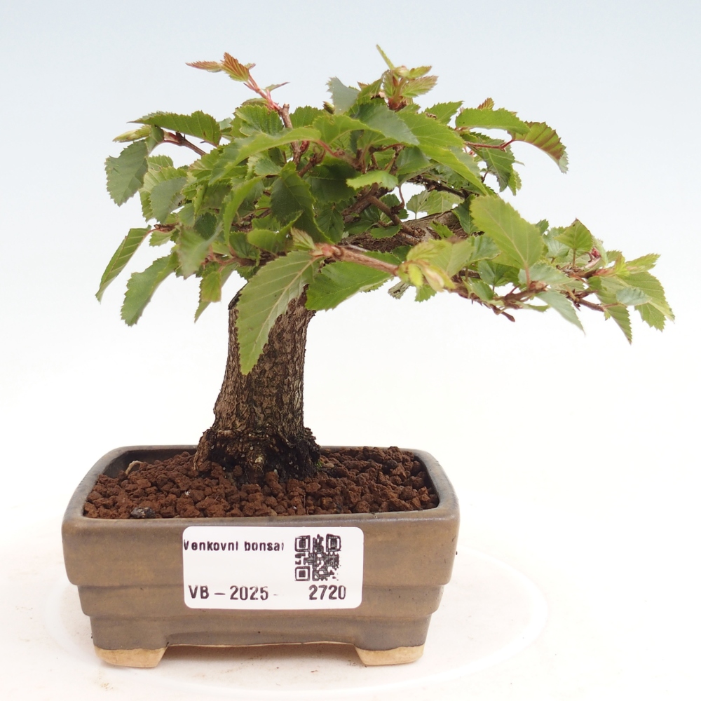 Venkovní bonsai -Carpinus CARPINOIDES - Habr korejský