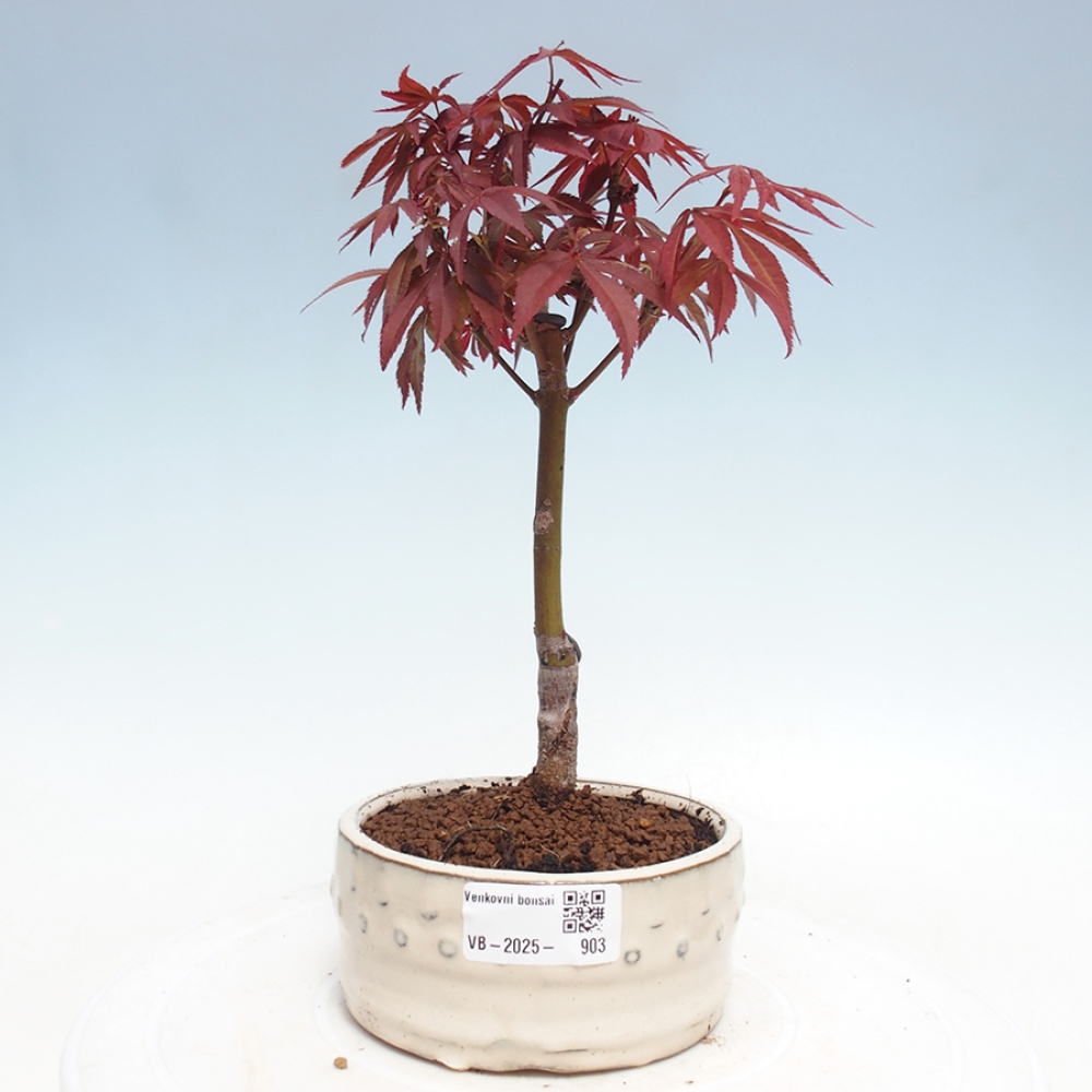 Venkovní bonsai - Acer palm. Atropurpureum-Javor dlanitolistý