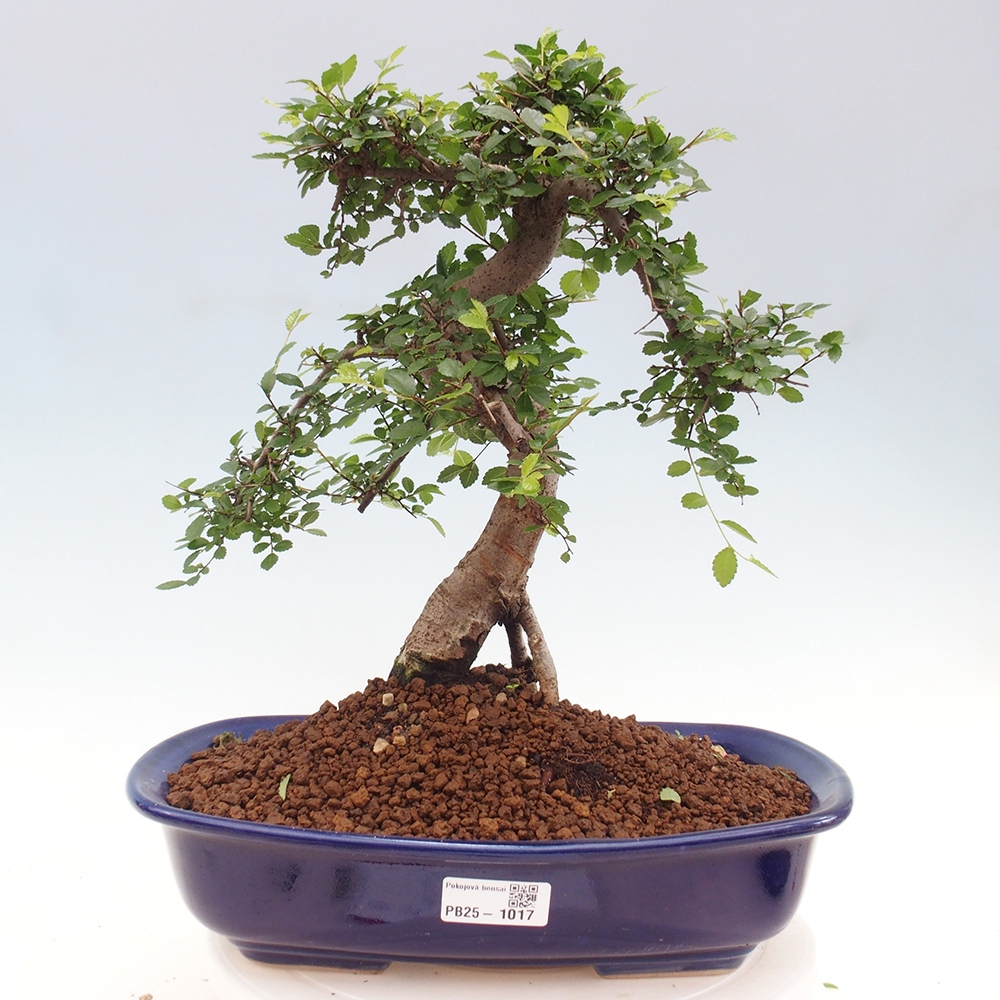 Pokojová bonsai - Ulmus parvifolia - Malolistý jilm