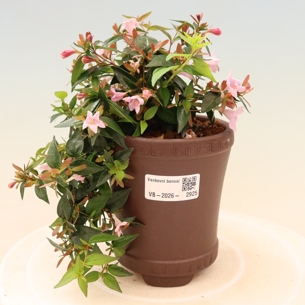 Venkovní bonsai - Abelia Edward Goucher - Abélie velkokvětá