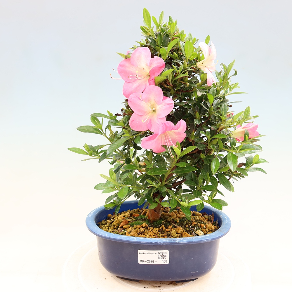 Venkovní bonsai - Japonská azalka - Azalea Santoka