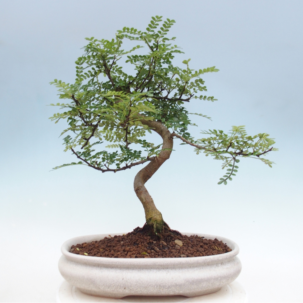 Pokojová bonsai - Zantoxylum piperitum - pepřovník