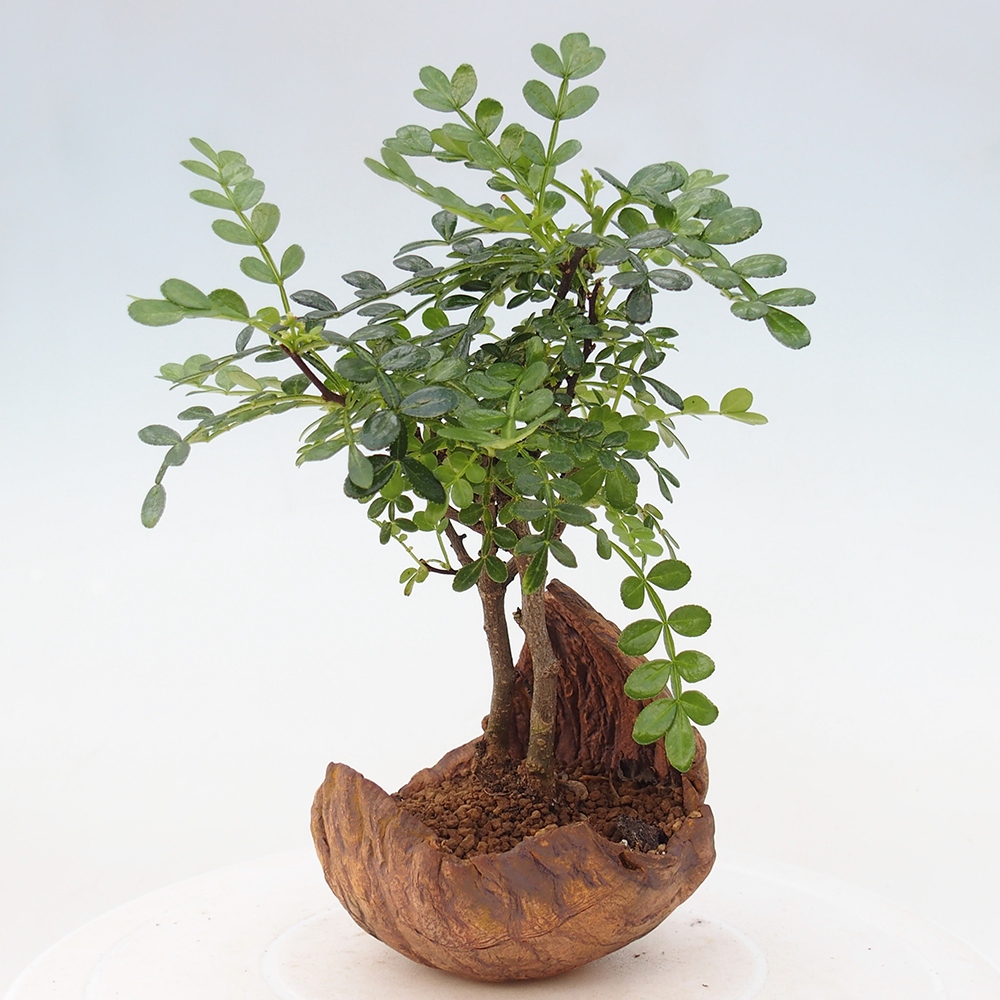 Pokojová bonsai - Zantoxylum piperitum - pepřovník