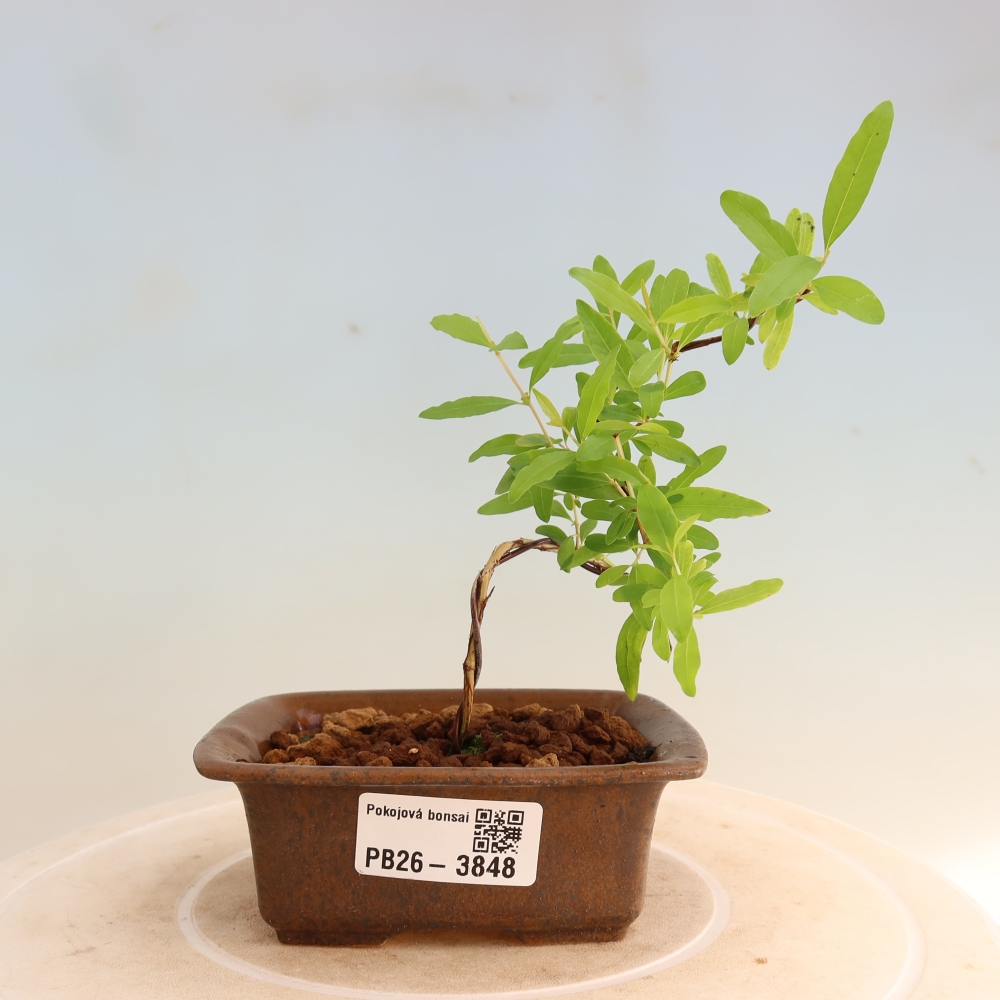 Pokojová bonsai-PUNICA granatum nana-Granátové jablko