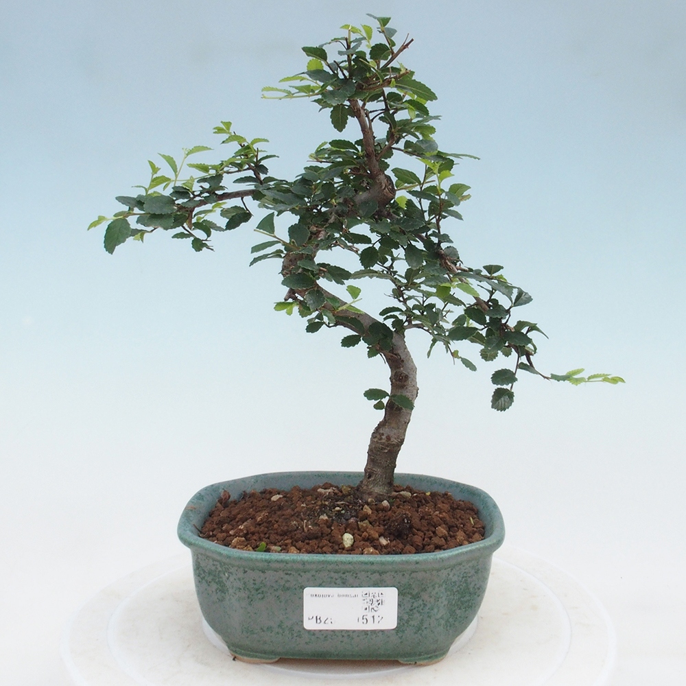 Pokojová bonsai-Malolistý jilm 
