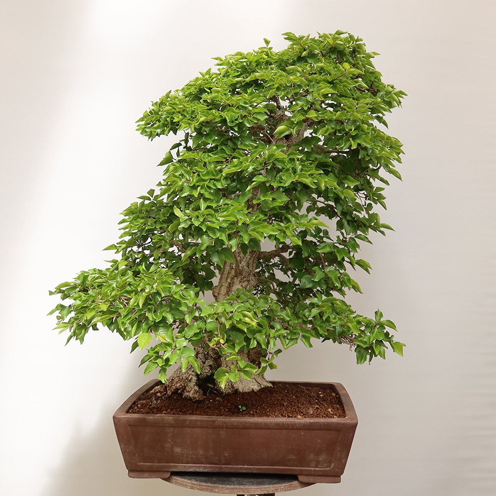 Venkovní bonsai -Carpinus Coreana - Habr korejský