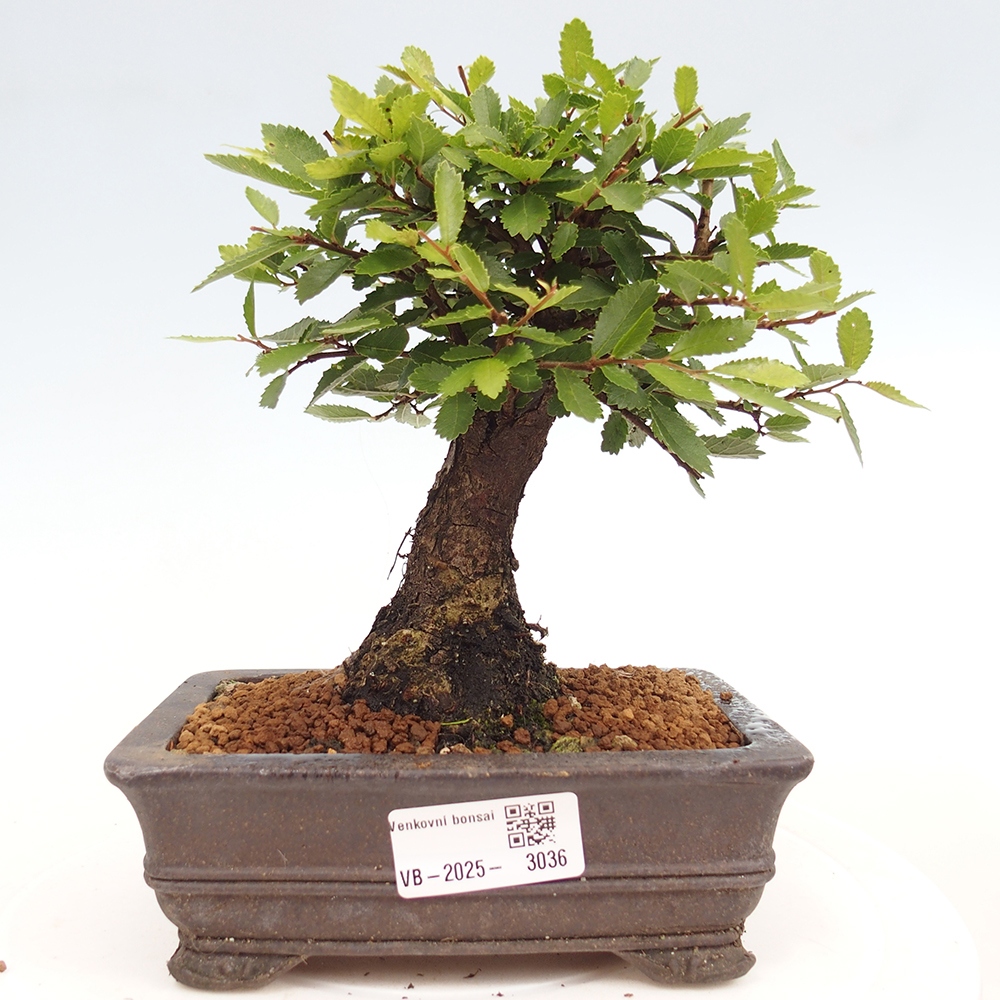 Venkovní bonsai - Zelkova - Zelkova NIRE