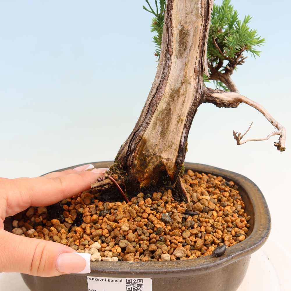 Venkovní bonsai - Juniperus squamata – Jalovec šupinatý