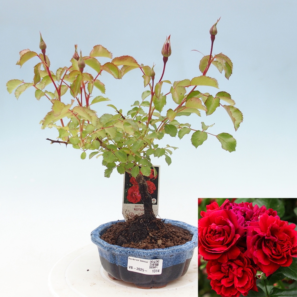 Venkovní bonsai - Rosa Kordes -  růže