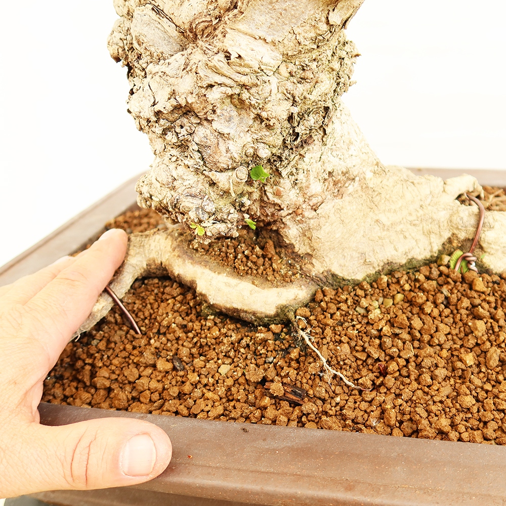 Venkovní bonsai -Carpinus Coreana - Habr korejský