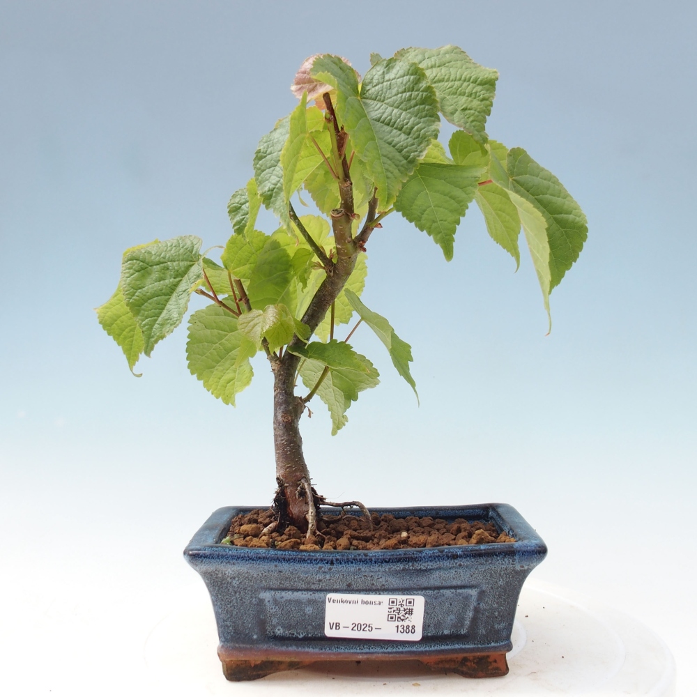 Venkovní bonsai - Lípa srdčitá - Tilia cordata