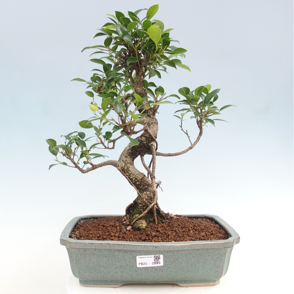 Pokojová bonsai - Ficus kimmen -  malolistý fíkus