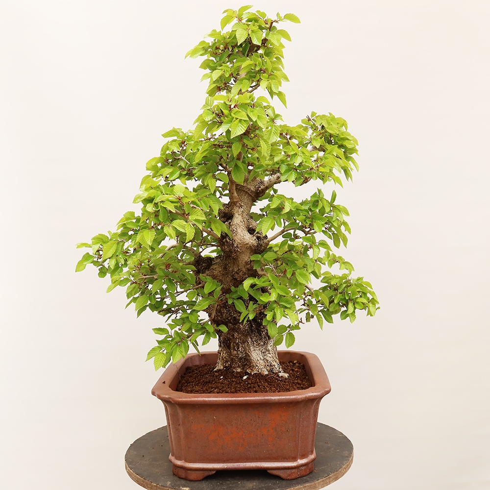 Venkovní bonsai -Carpinus Coreana - Habr korejský
