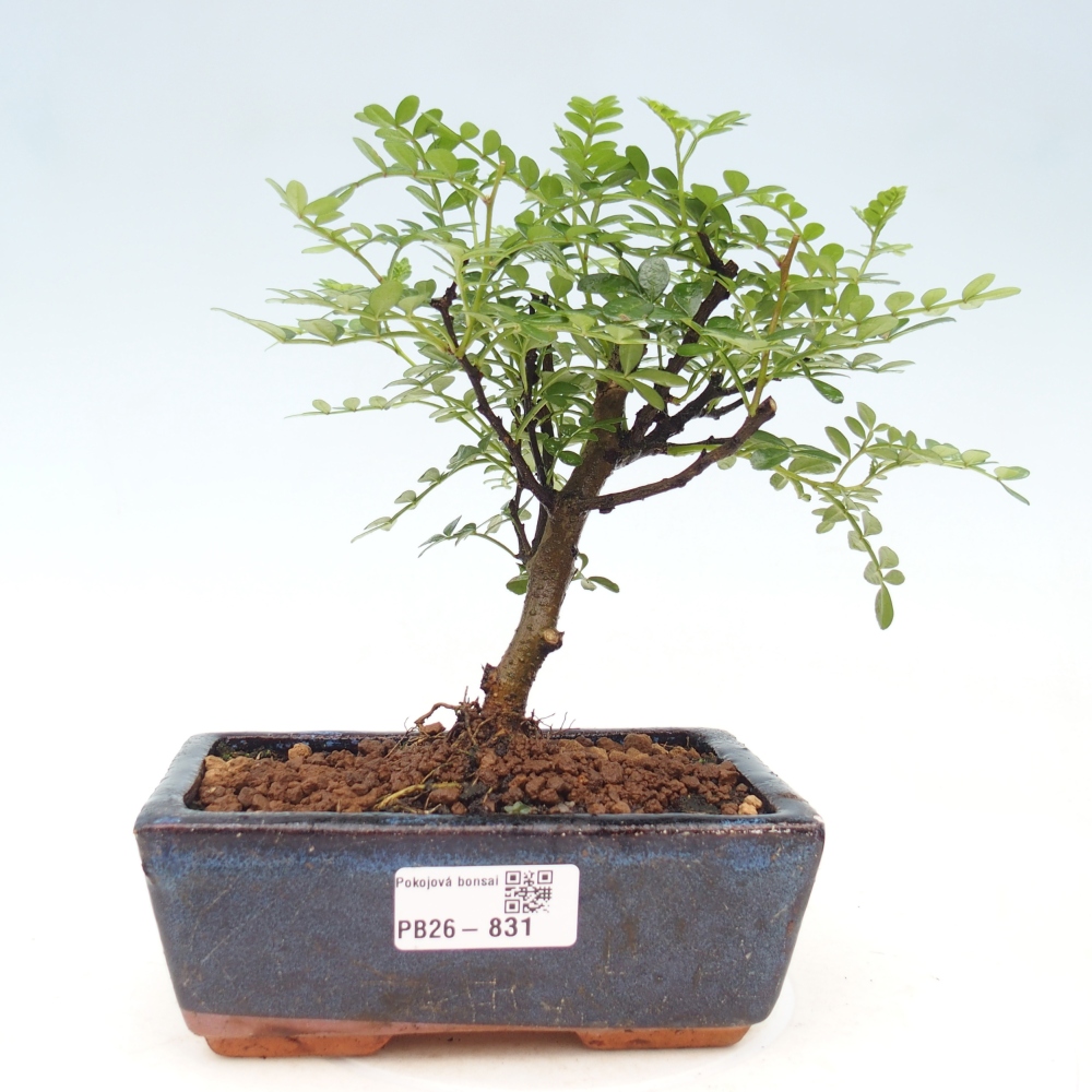 Pokojová bonsai - Zantoxylum piperitum - pepřovník