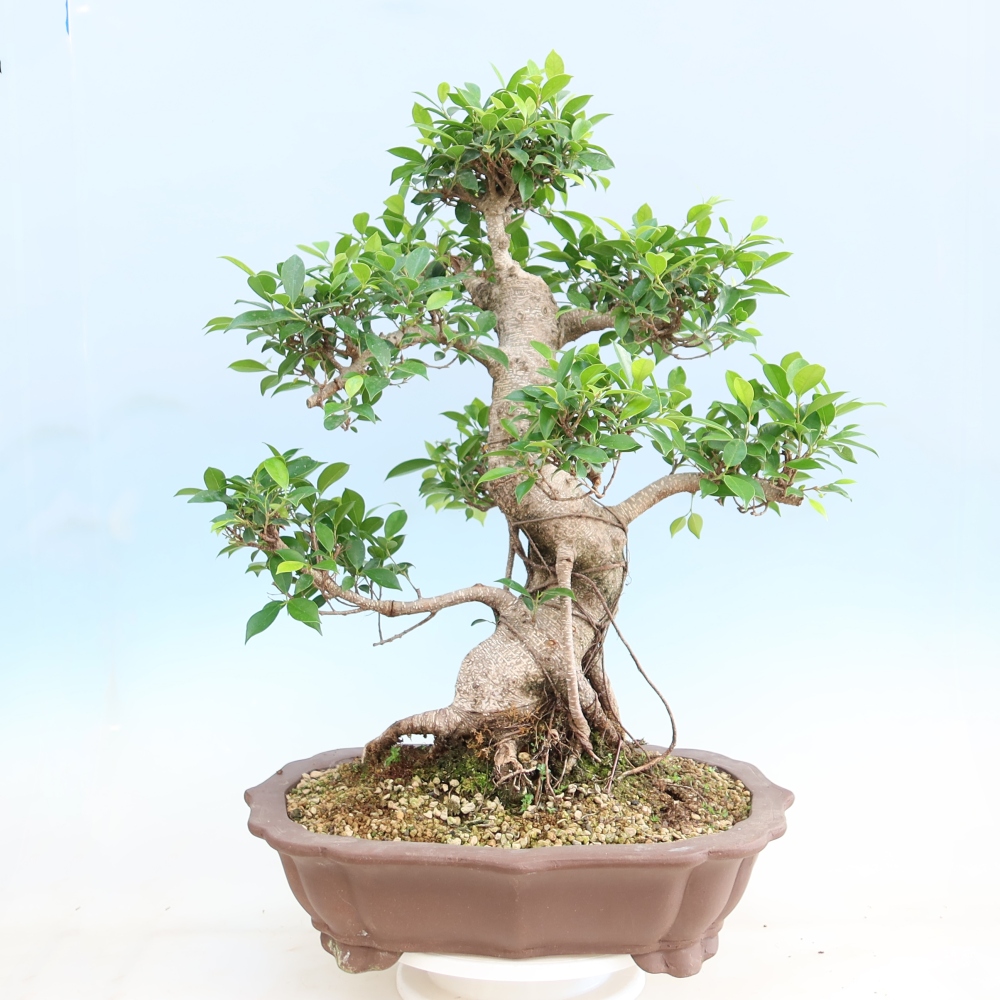 Pokojová bonsai - Ficus kimmen -  malolistý fíkus