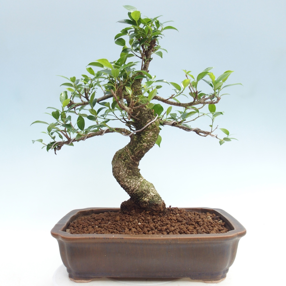 Pokojová bonsai - Ficus kimmen -  malolistý fíkus