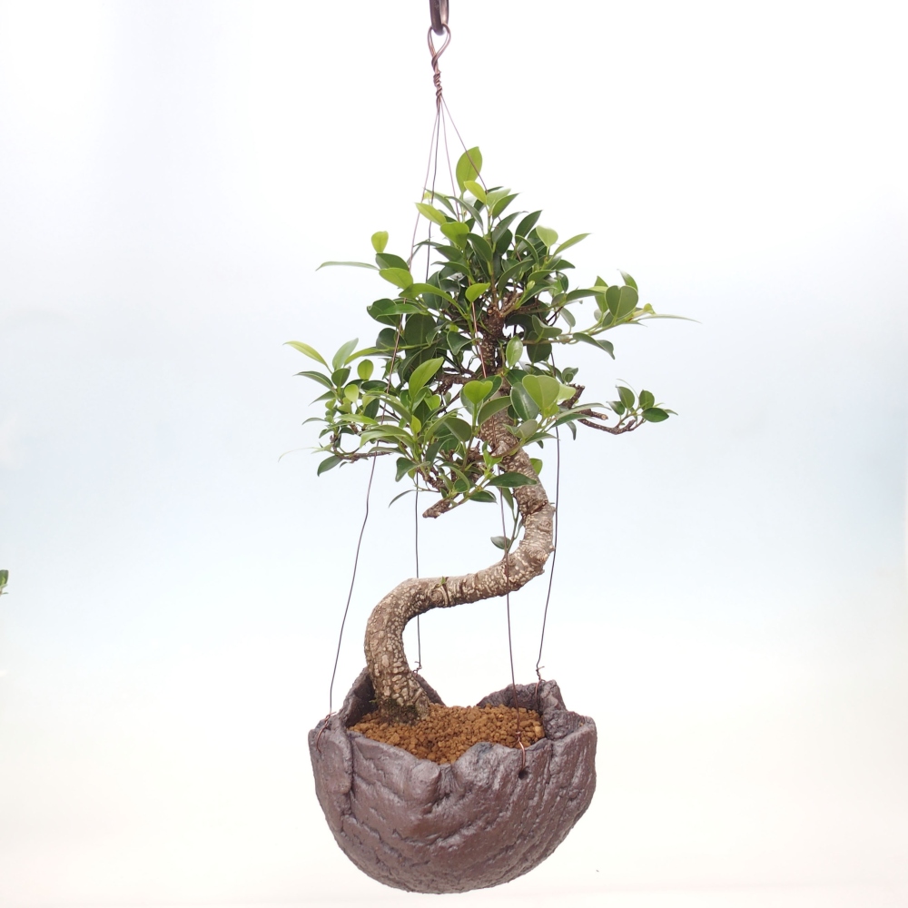 Kokedama v keramice - malolistý ficus - Ficus kimmen