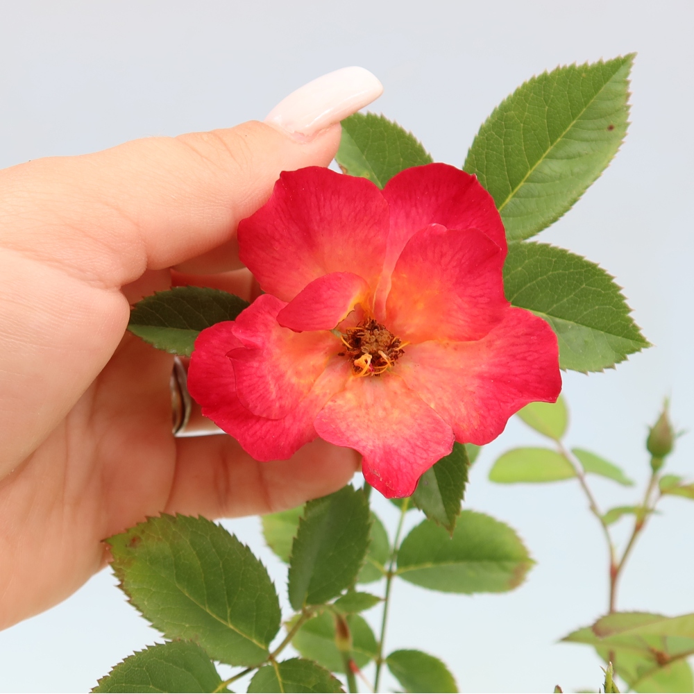 Venkovní bonsai - Rosa Kordes -  růže