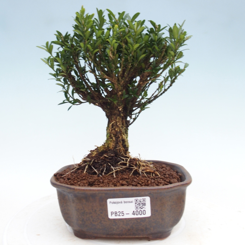 Pokojová bonsai - Buxus harlandii - korkový buxus