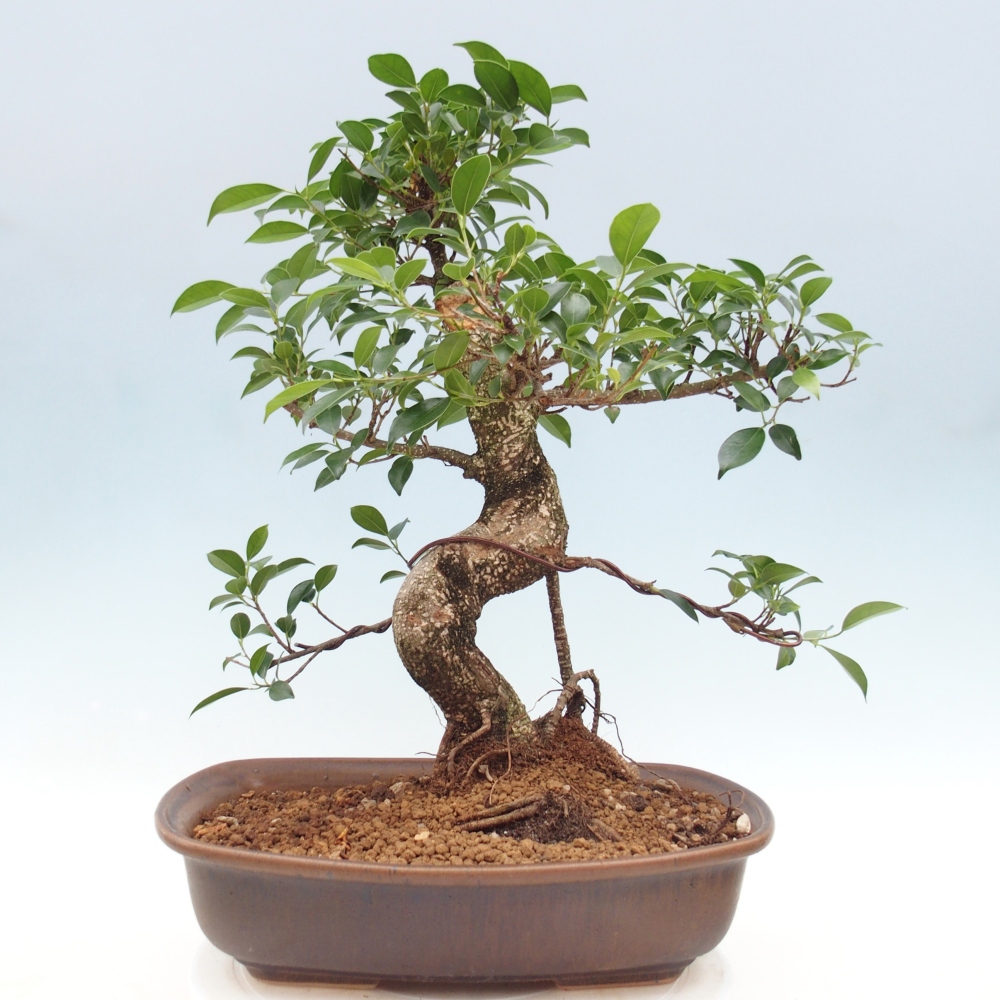 Pokojová bonsai - Ficus retusa -  malolistý fíkus