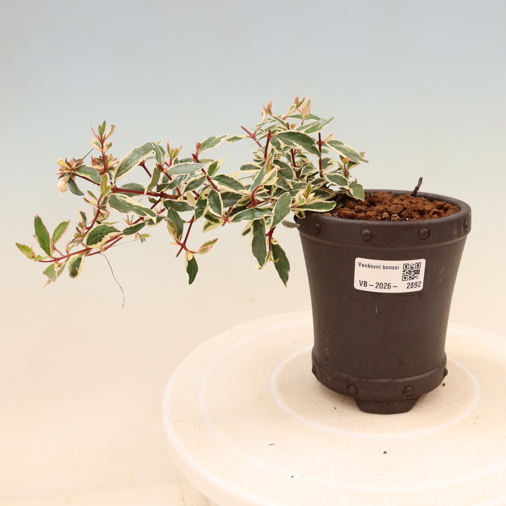 Venkovní bonsai - Abelia gr. Confetti - Abélie velkokvětá
