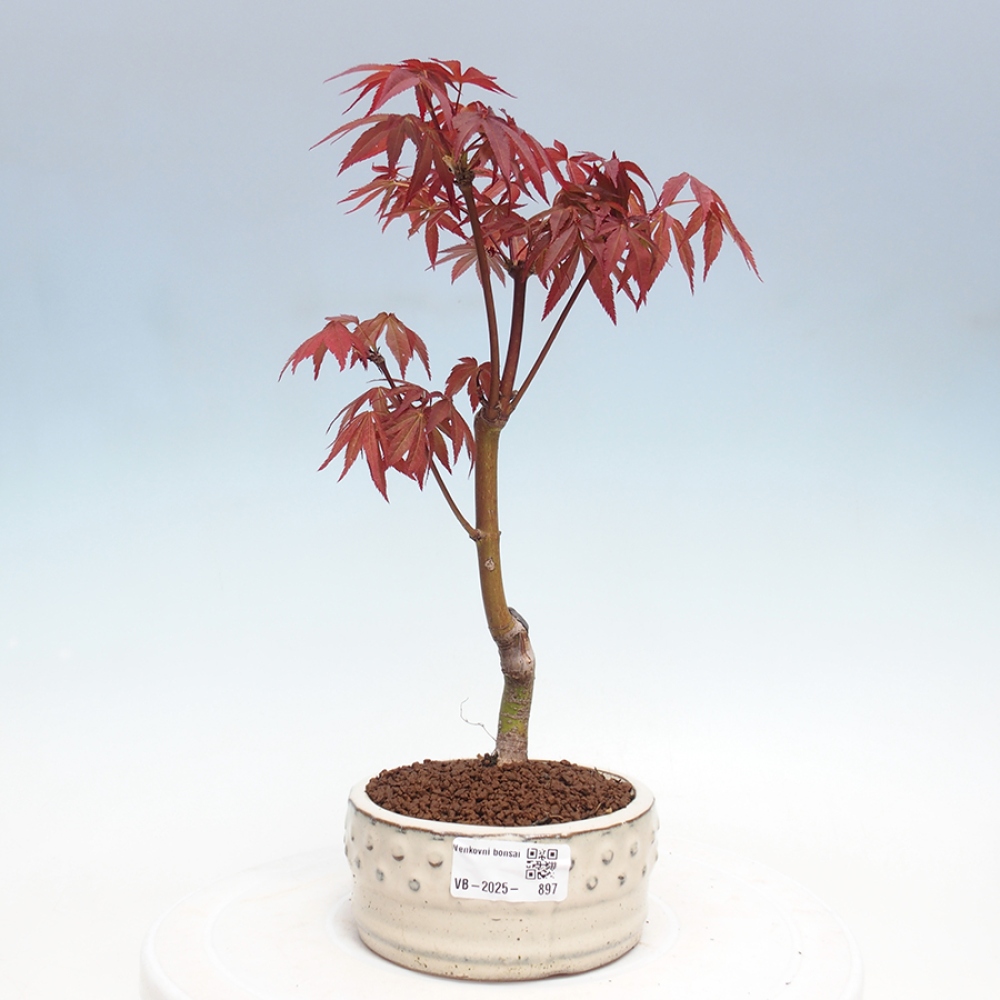 Venkovní bonsai - Acer palm. Atropurpureum-Javor dlanitolistý