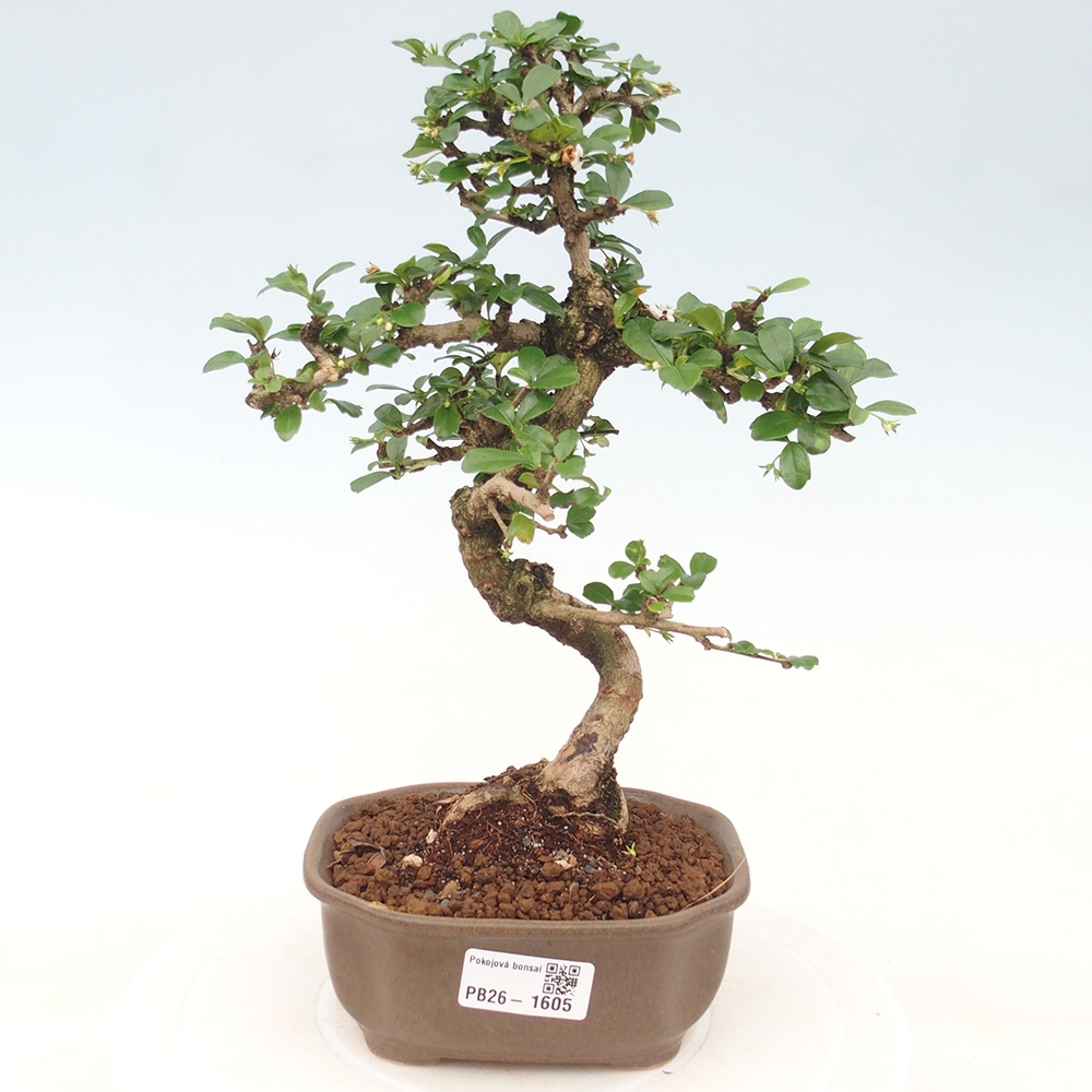 Pokojová bonsai - Carmona macrophylla - Čaj fuki