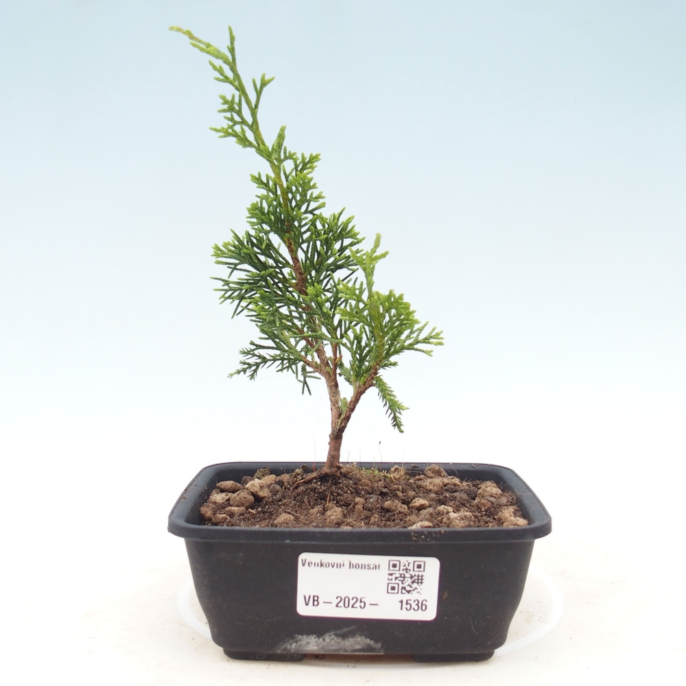 Venkovní bonsai - Juniperus chinensis Itoigawa -Jalovec čínský