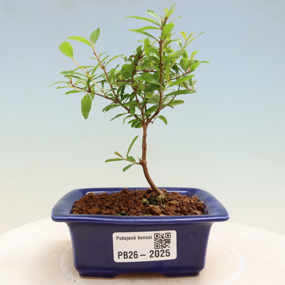 Pokojová bonsai-PUNICA granatum nana-Granátové jablko
