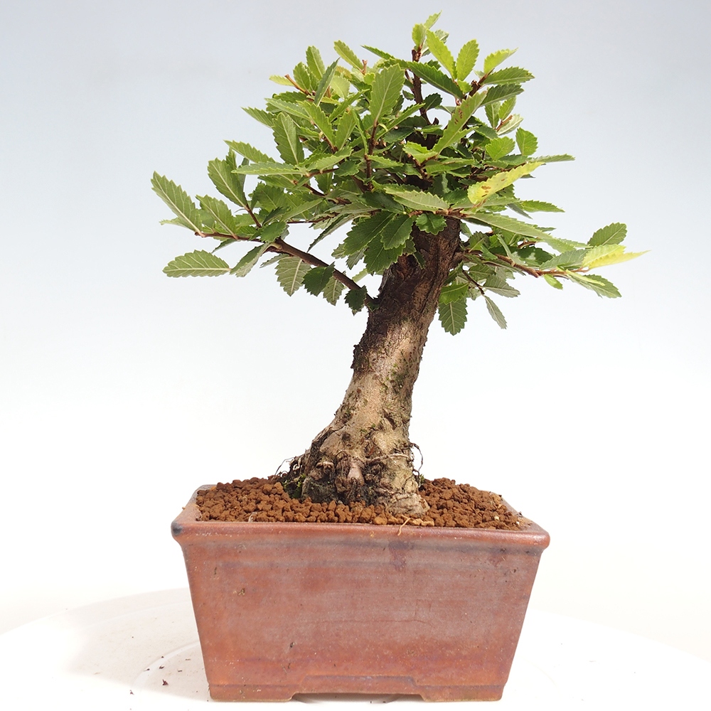 Venkovní bonsai - Zelkova - Zelkova NIRE