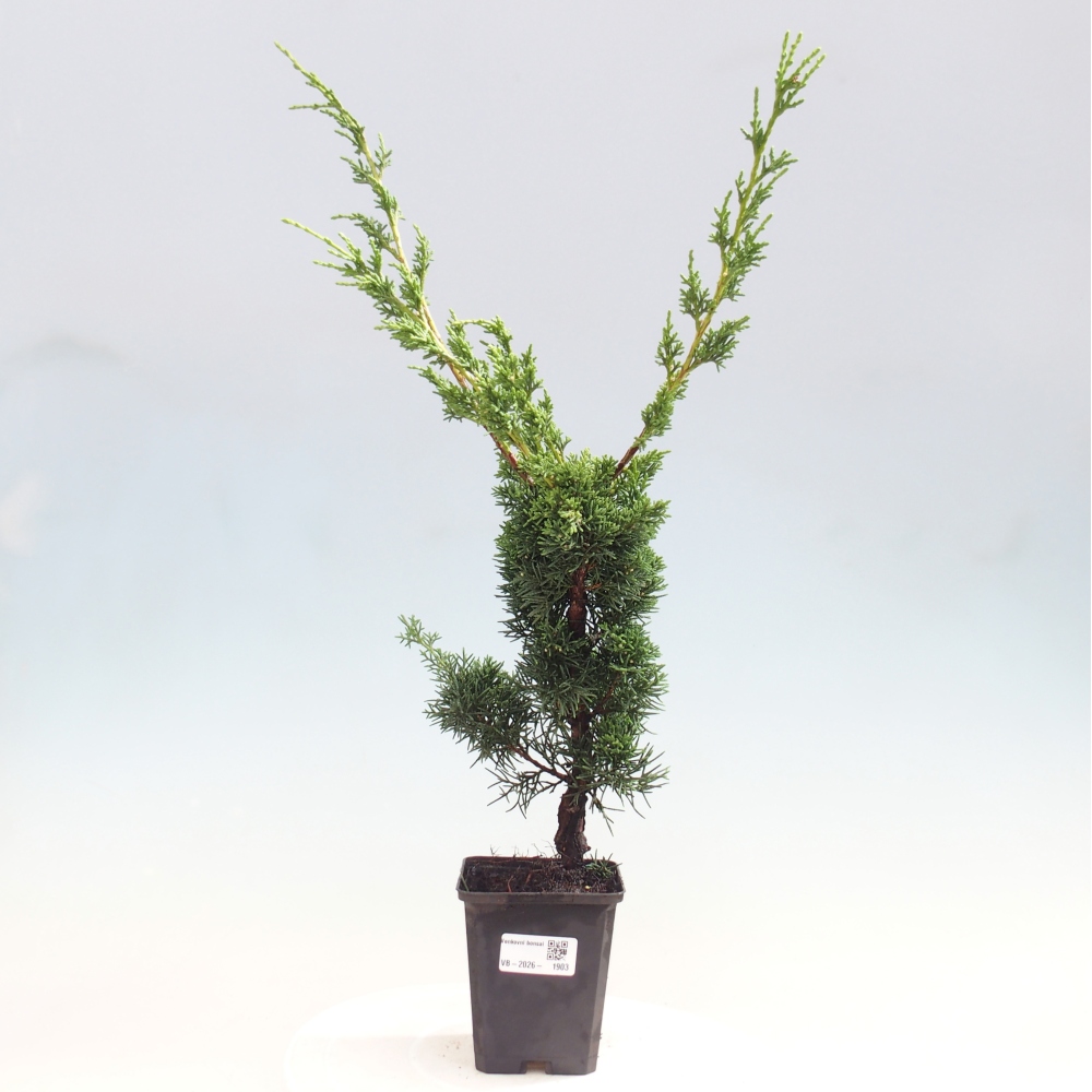 Venkovní bonsai - Juniperus chinensis Kishu -Jalovec čínský