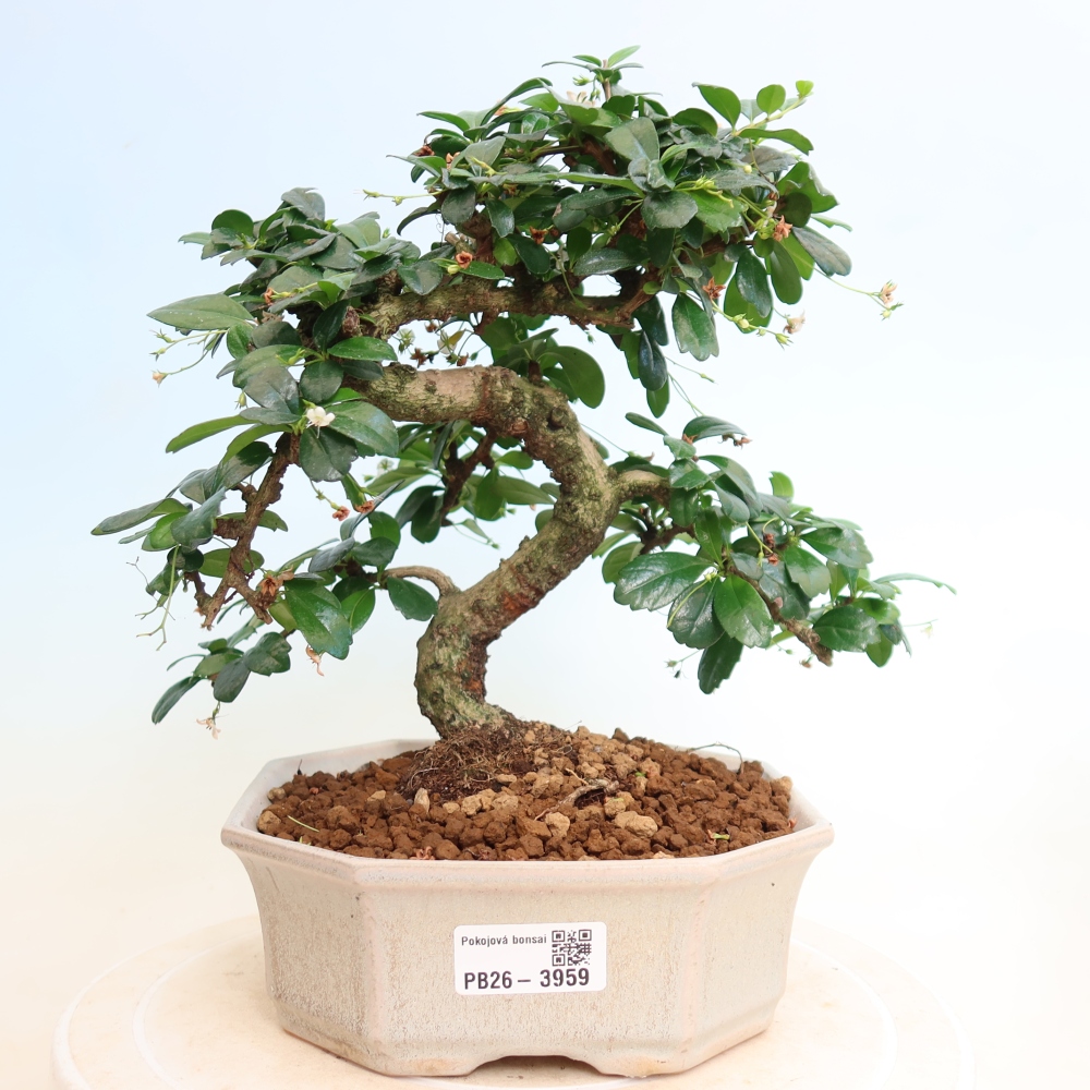 Pokojová bonsai - Carmona macrophylla - Čaj fuki