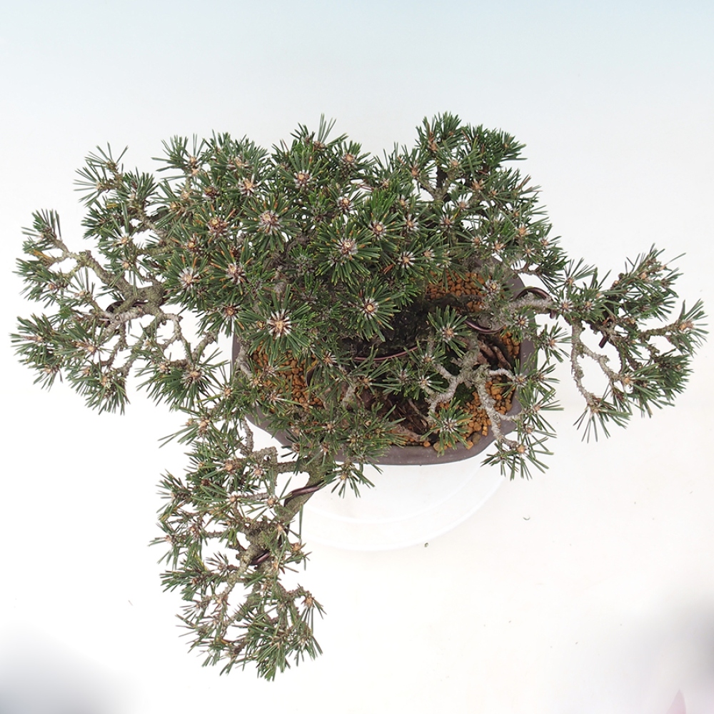 Venkovní bonsai - Pinus thunbergii Kotobuki - Borovice thunbergova