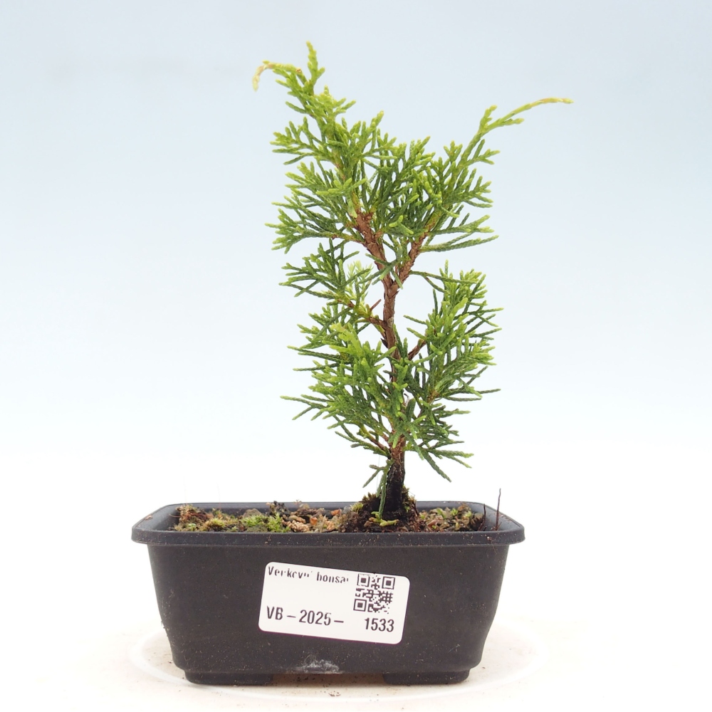 Venkovní bonsai - Juniperus chinensis Itoigawa -Jalovec čínský