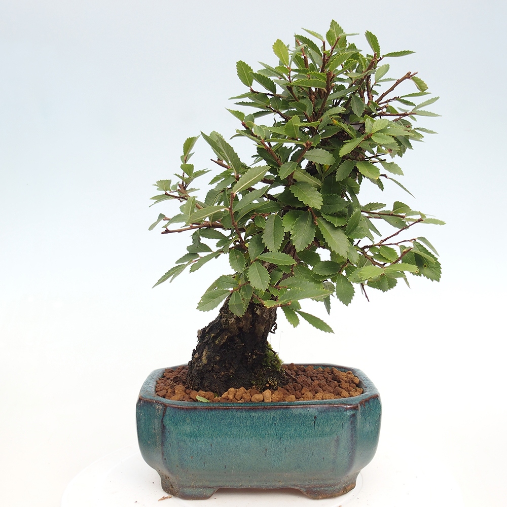 Venkovní bonsai - Zelkova - Zelkova NIRE