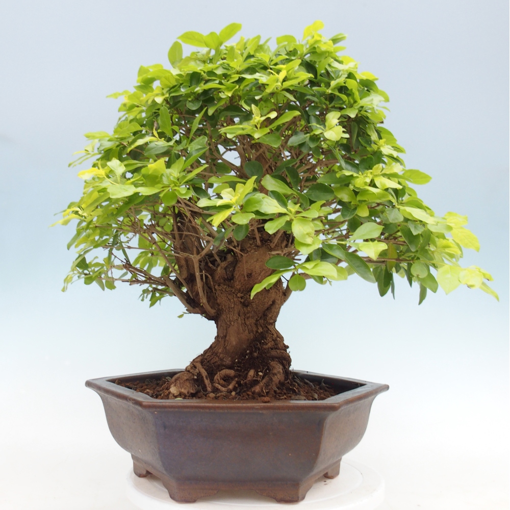 Pokojová bonsai - Duranta erecta Aurea - POUZE OSOBNÍ ODBĚR nebo paletová přeprava