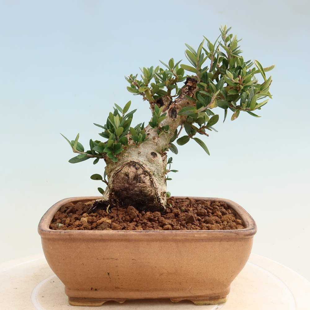 Pokojová bonsai - Olea europaea sylvestris -Oliva evropská drobnolistá