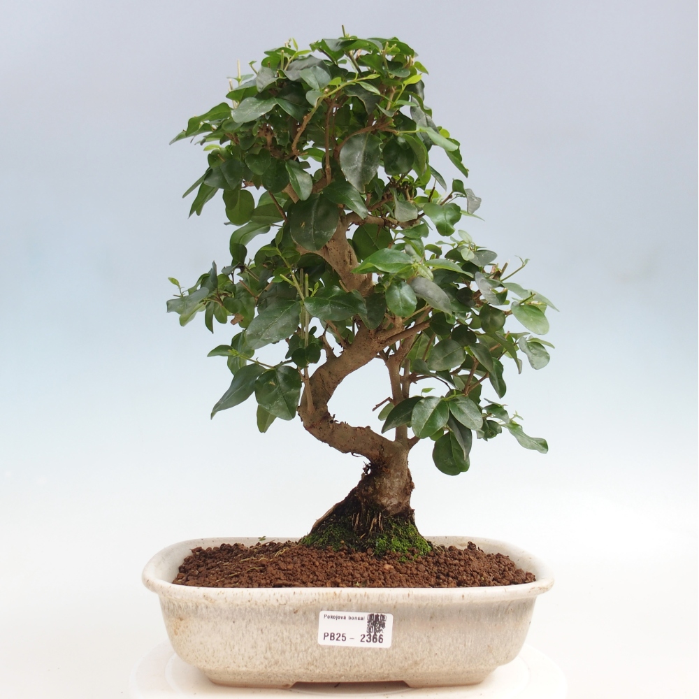 Pokojová bonsai -Ligustrum chinensis - Ptačí zob