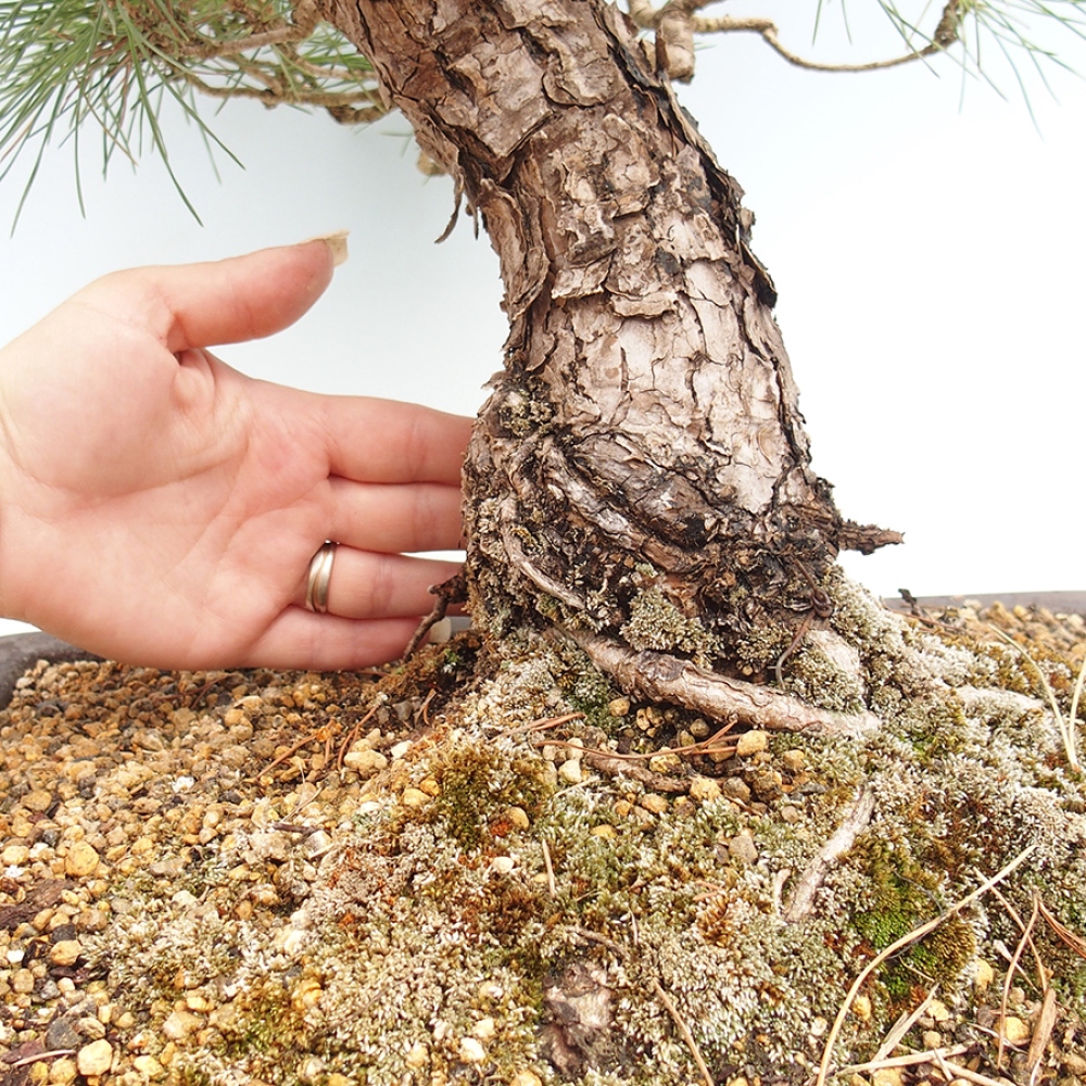 Venkovní bonsai - Pinus thunbergii - Borovice thunbergova