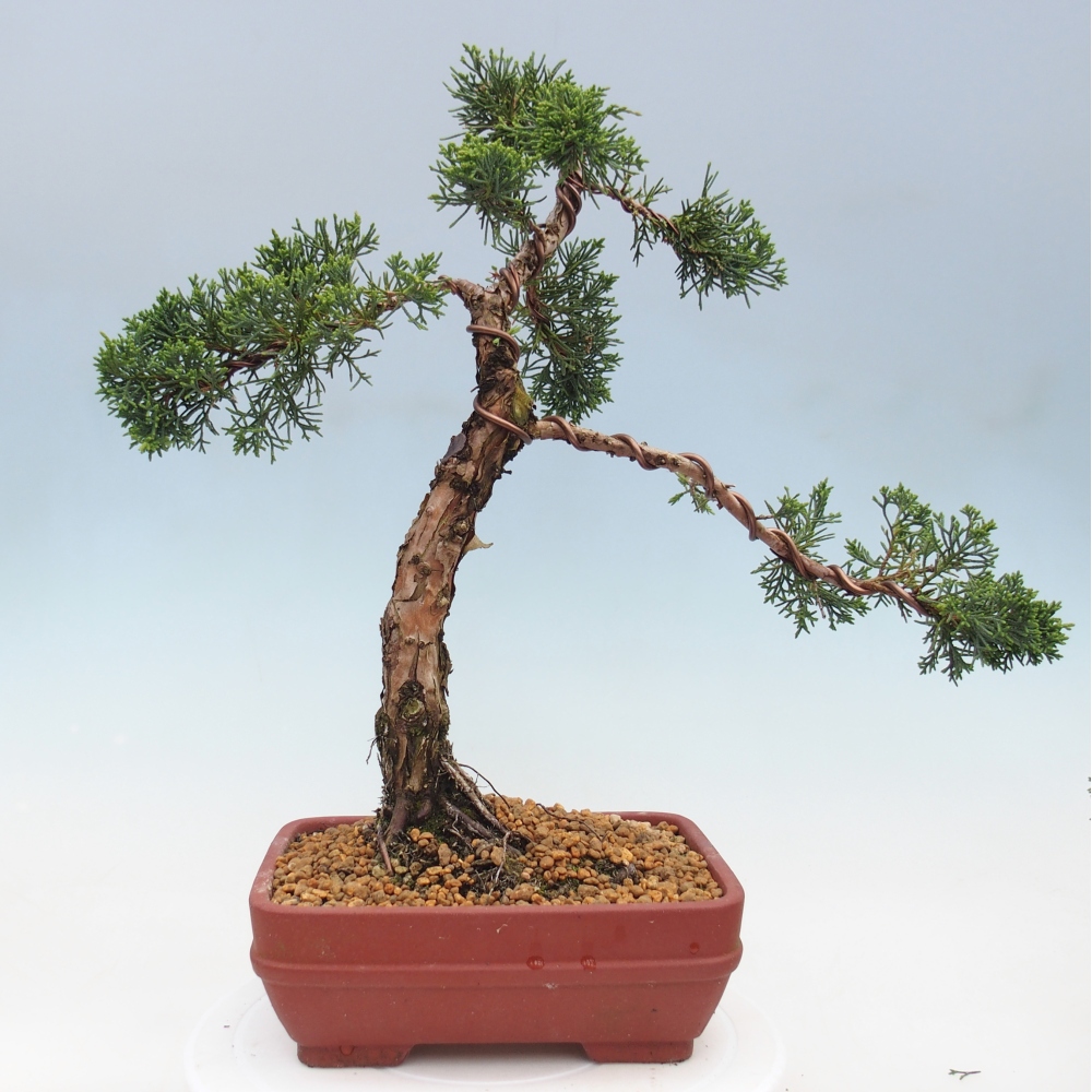 Venkovní bonsai - Juniperus chinensis Kishu -Jalovec čínský