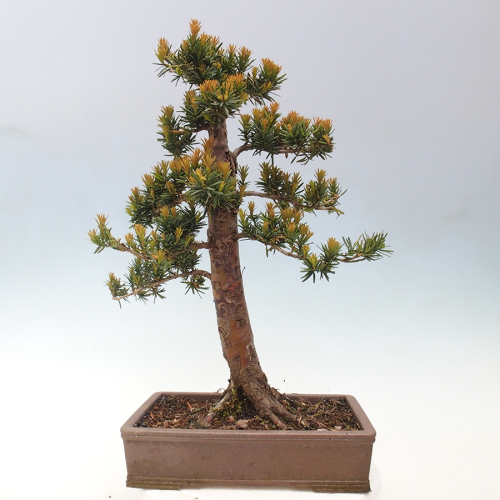 Venkovní bonsai - Taxus cuspidata  - Tis japonský