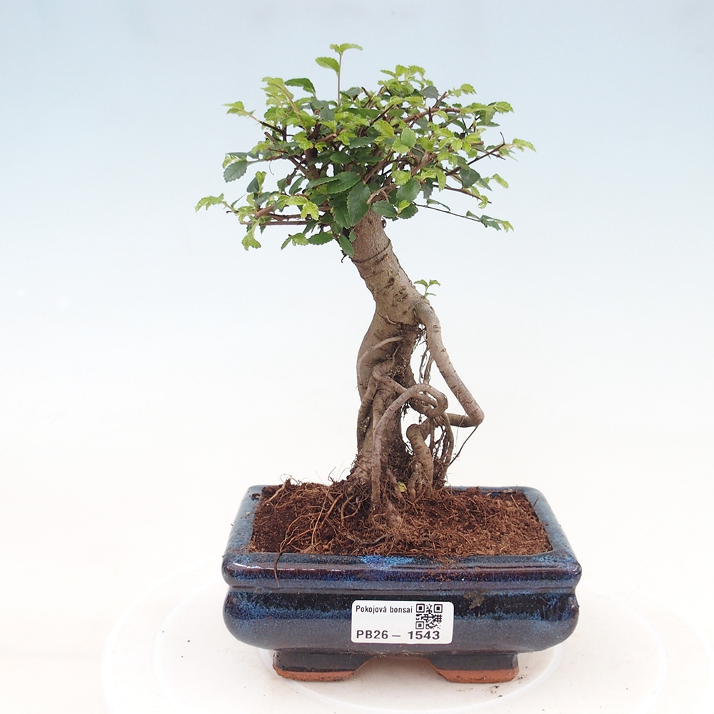 Pokojová bonsai - Ulmus parvifolia - Malolistý jilm