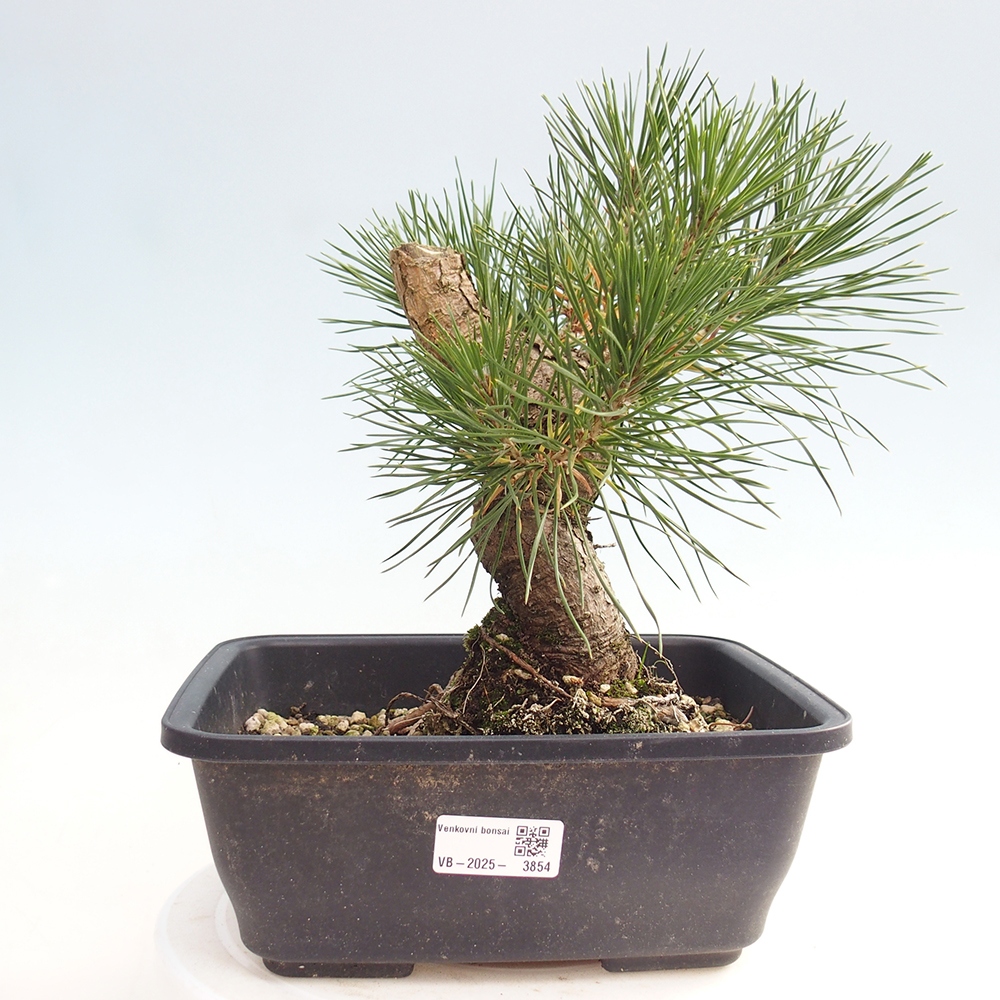 Venkovní bonsai - Pinus thunbergii - Borovice thunbergova