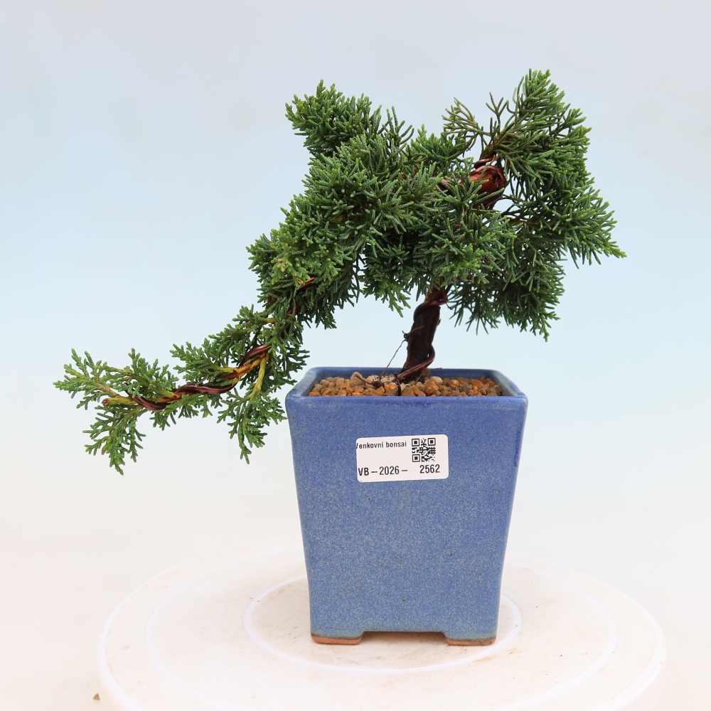 Venkovní bonsai - Juniperus chinensis Kishu -Jalovec čínský