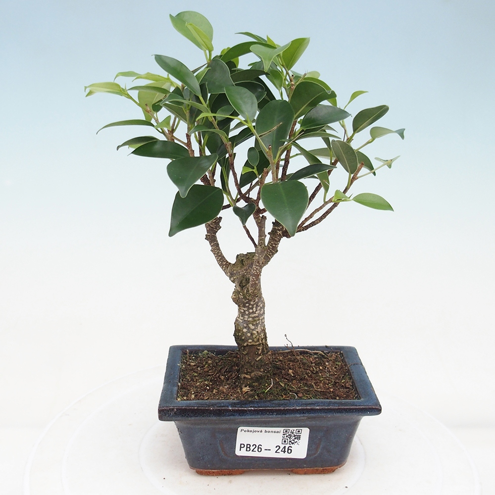 Pokojová bonsai Ficus retusa kimmen