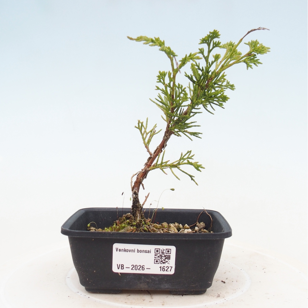 Venkovní bonsai - Juniperus chinensis Itoigawa -Jalovec čínský