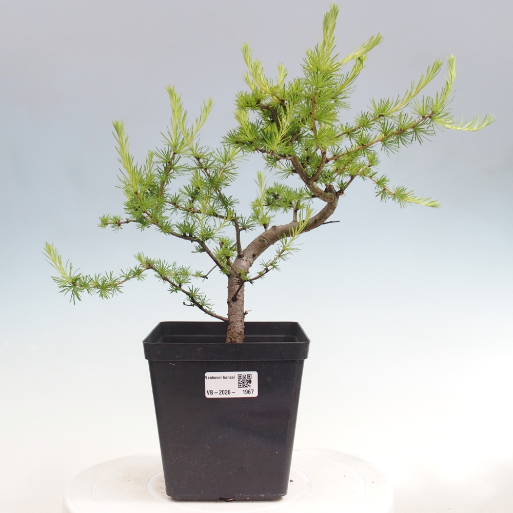 Venkovní bonsai -Larix decidua - Modřín opadavý 