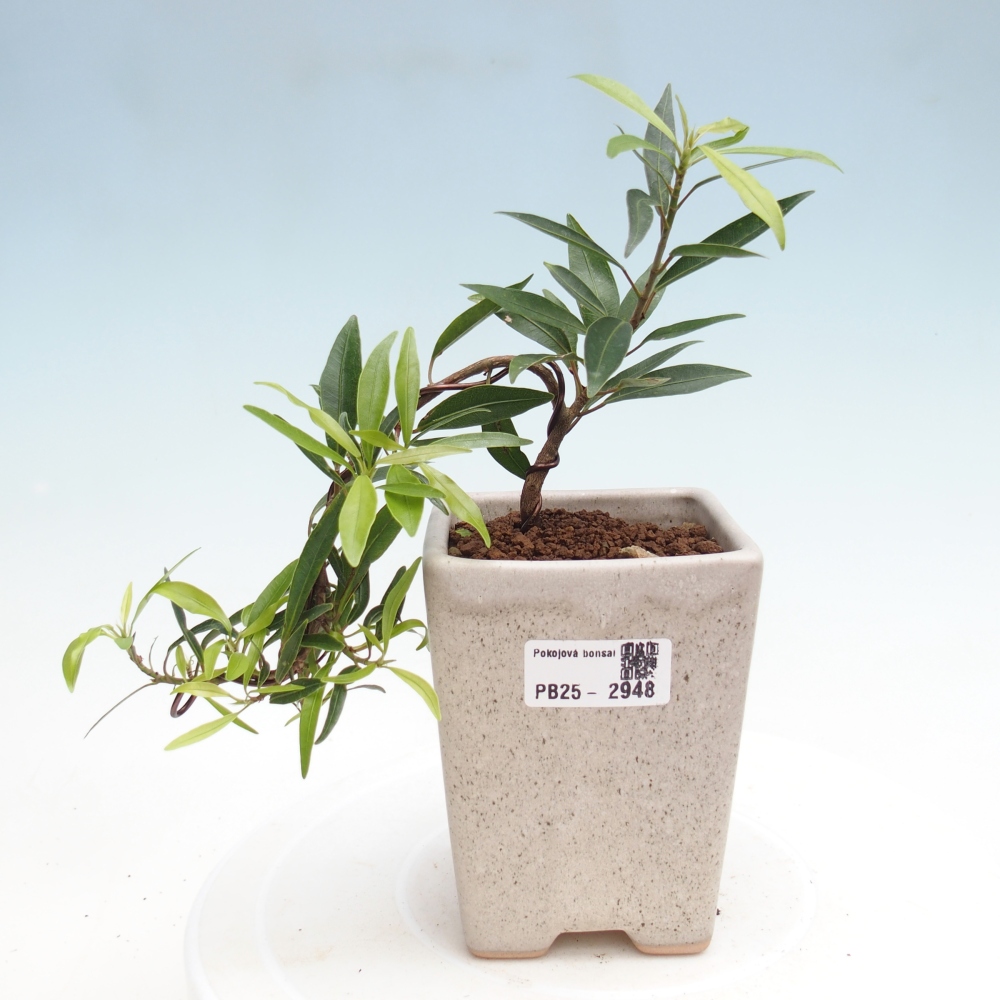 Pokojová bonsai - Ficus nerifolia -  malolistý fíkus